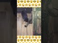 🔴Cute fight between two cats.