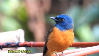 Burung Sikatan Dahi Biru/Cyornis hoevelli