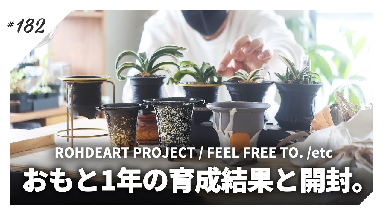 【おもと】万年青鉢の開封/育成1年の株紹介