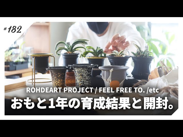 Omoto] Unpacking the potted evergreen shrub/introducing a plant