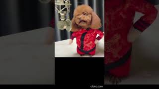 Любэ - Позови Меня Тихо По Имени #песня #юмор #пёс рекомендую https://www.youtube.com/@LadyLeo