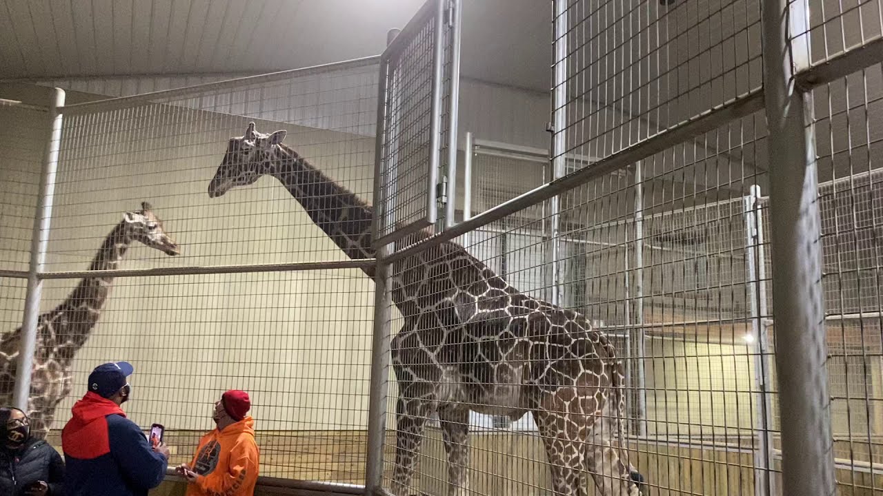 Giraffes at keystone safari park november 2020 youtube