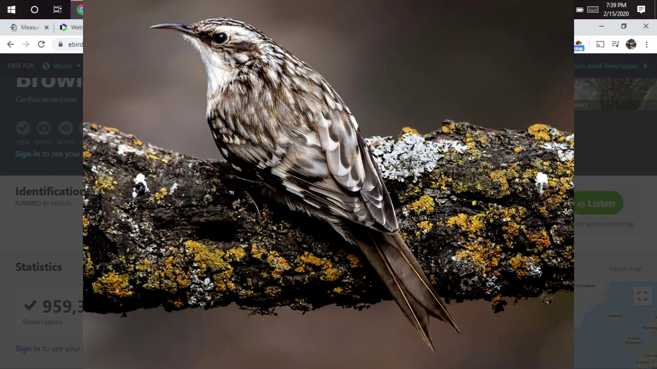 Brown Creeper 4 