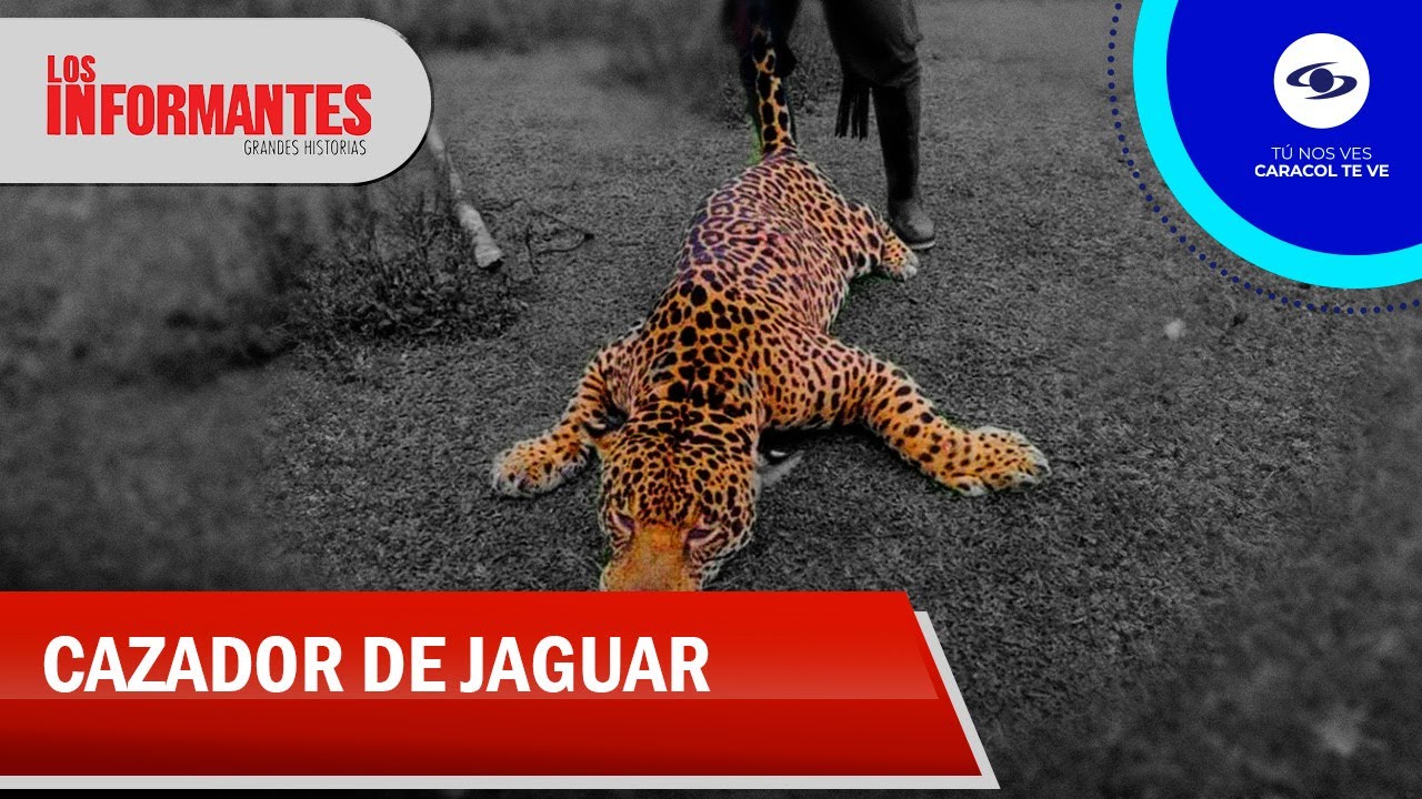 Tras las huellas de un cazador: alarmante aumento del tráfico de partes de jaguar - Los Informantes