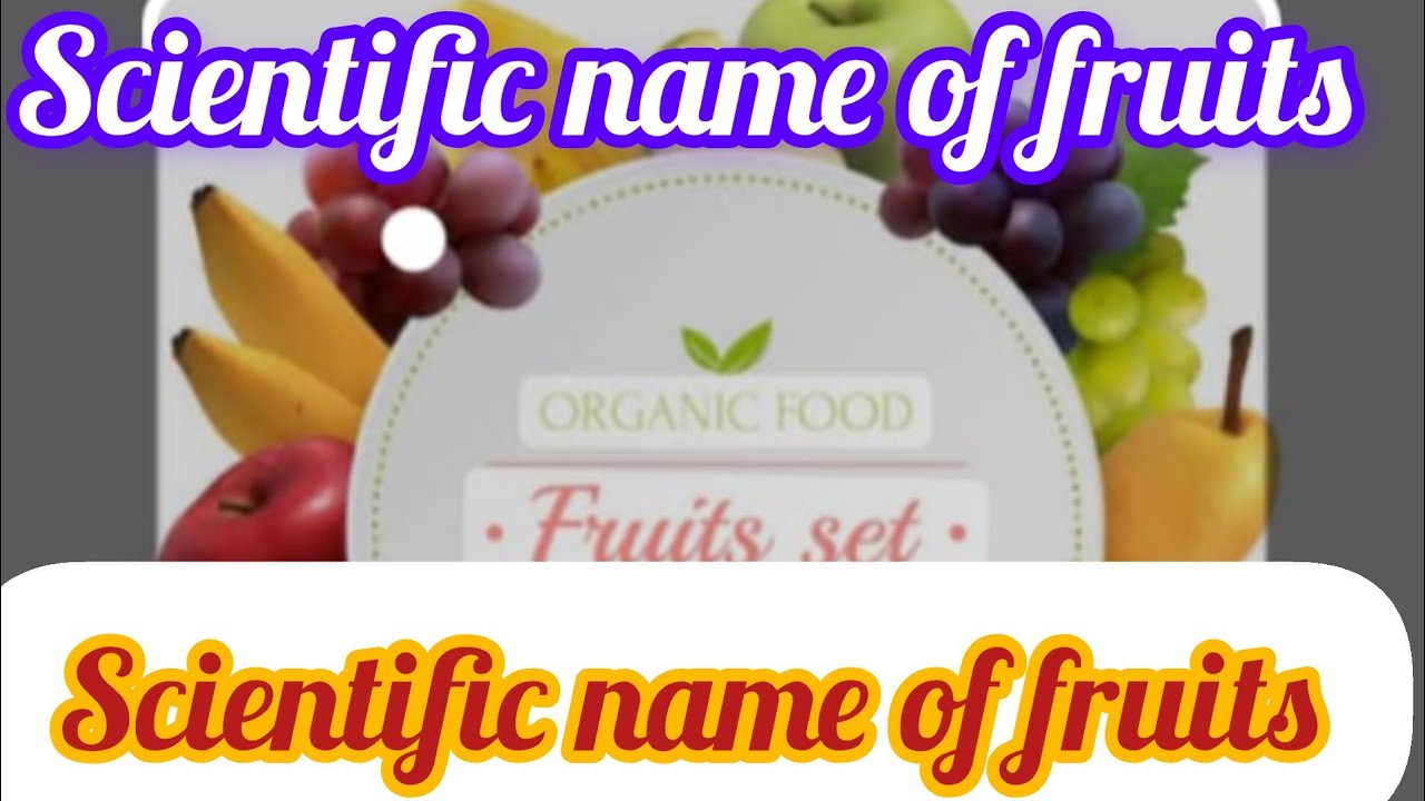 scientific name of fruits /scientific name of fruits YouTube