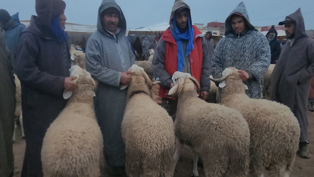 مباشرة من سوق الأسبوعي جمعة كيسر مع تمن خروف 🇲🇦