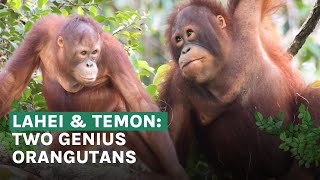 Download Lagu Daring Duo: Orangutans Lahei and Temon MP3