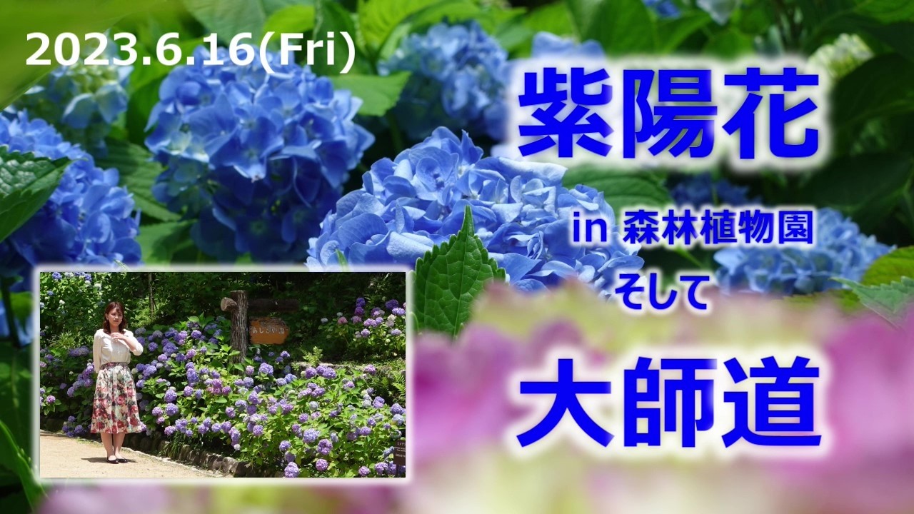 2023.6.16 森林植物園（あじさい）&大師道