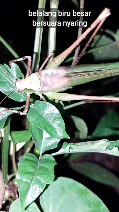 suara belalang bisa bikin mimpi buruk