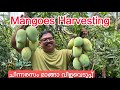 Mangoes harvesting