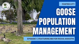 Episode 1 | Foster City Goose Population Management Informational Series