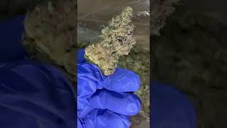🔥 THCA Hemp Prices Hit Historic Low | Legal Market Caught on Film