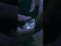 Читай по губам - дальше я сам! Новый трек Быдлограда #быдлоград #новыепесни #дальшеясам #хиты2026