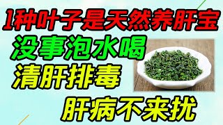 1種葉子是天然“養肝寶”，沒事泡水喝，清肝排毒，肝病不來擾【侃侃養生】