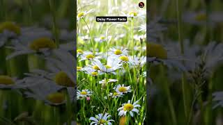 Daisy Flower Facts