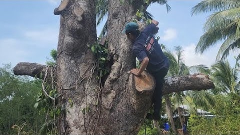 Cưa cây xoài tâm linh siêu khủng lồ  .Saw down the spiritual mango tree. Cưa cây kỷ thuật cao