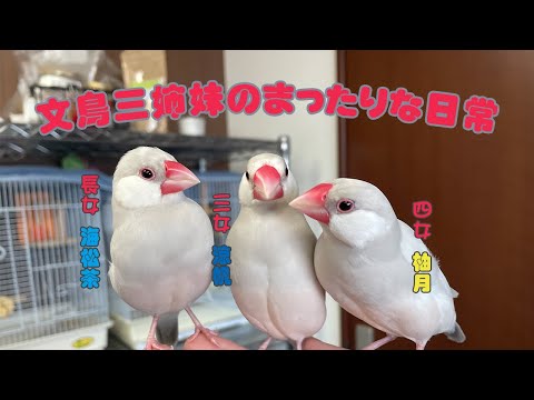 【シルバー文鳥】今年も変わらずのんびりまったり文鳥の日常