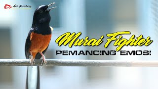 FIGHTER !! PEMANCING DAN PERANGSANG EMOSI MURAI BATU YANG LAGI MALAS BUNYI