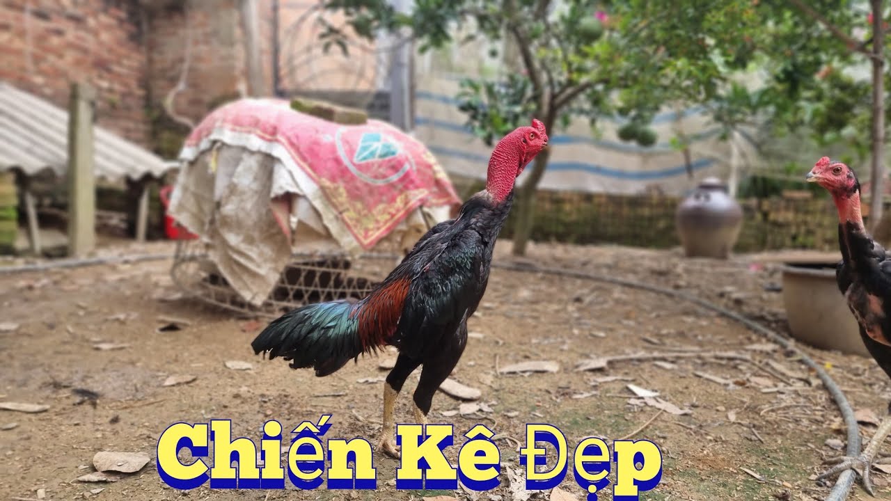 Bắt Chiến Kê 5 Triệu Về Đúc Mái Cảnh Đồng Quê Cắt Lúa /Nhân Tạ Mốt