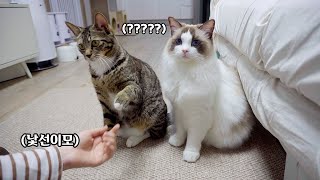 Cat's reaction when cats meets an unfamiliar person