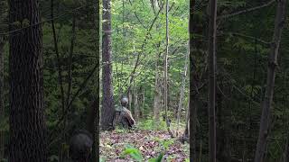 Turkey gobbling up close and personal killed a good one #wildturkey #turkeyhunting #automobile