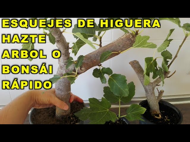 Cultivo De Higueras A Partir De Esquejes