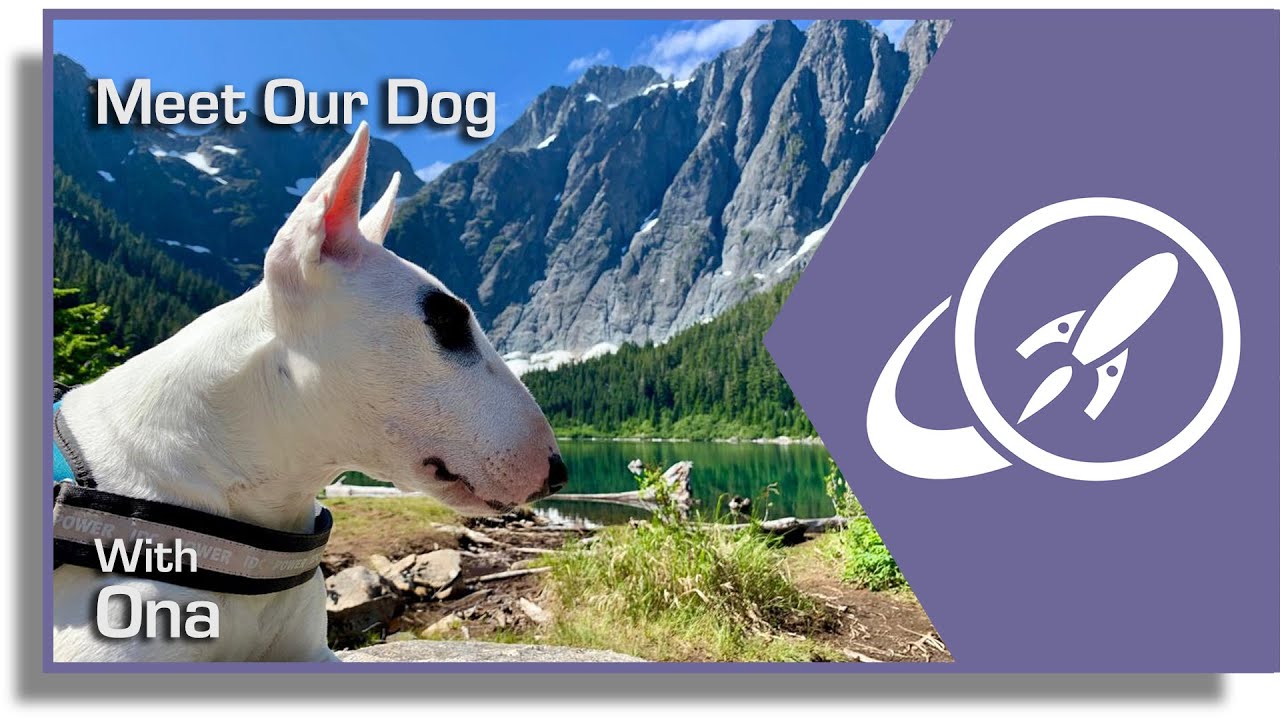 wandering earth reddit Q&A 97: By Request, Here's Our Dog. And Then Some Actual Questions...