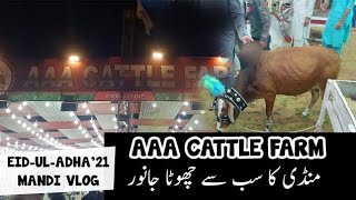 Aaa Cattle Farm Cow Mandi 2021 Mtk