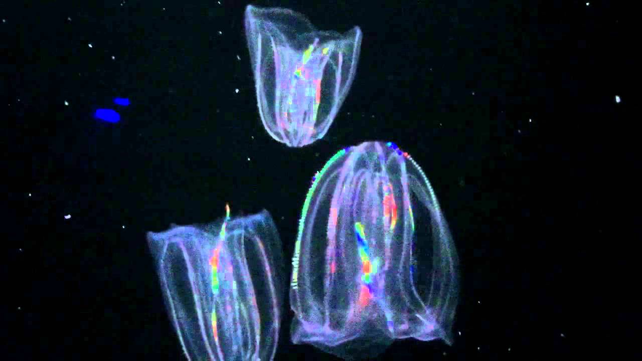 Comb Jellies at The Florida Aquarium YouTube
