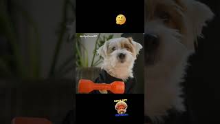 Dog Exercises with Dumbbell 🤣#humor #dogs #lol #short2023 #shortsfeed #shortsfeed2023 #funny #short