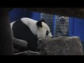 20231215 看完圓寶圓圓睡 點心不吃無所謂(午餐) Giant Panda Yuan Yuan &amp; Yuan Bao