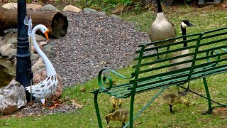 "Sharing Paradise Creek"🤗 with Goofy Duck George and the Crew 