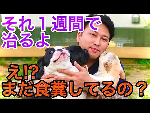 寝不足で精神崩壊 留守がちな人は犬を飼う資格がない ブリーダーが解説 Youtube