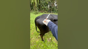 cow