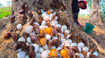 Top amazing - pick a lot of duck eggs and snails under tree at field by hand a female farmer
