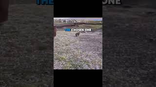 THE CHOSEN ONE  #animalvoiceover #funny #cat