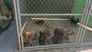 Cleaning The Kennelz