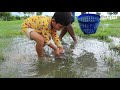 OMG! Brave Boy and His Father Found & Catch Big Snakehead Fish & Catfish After Raining near Village