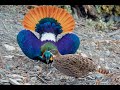 National bird of nepal   himalayan monal lophophorus impejanus dance