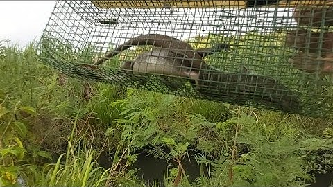 Bẫy Rắn Mối Bằng Lồng Cải Tiến Rất Hiệu Quả Mà Không Hao Mòi