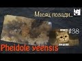 Прошел месяц... // муравьи Pheidole yeensis // #38