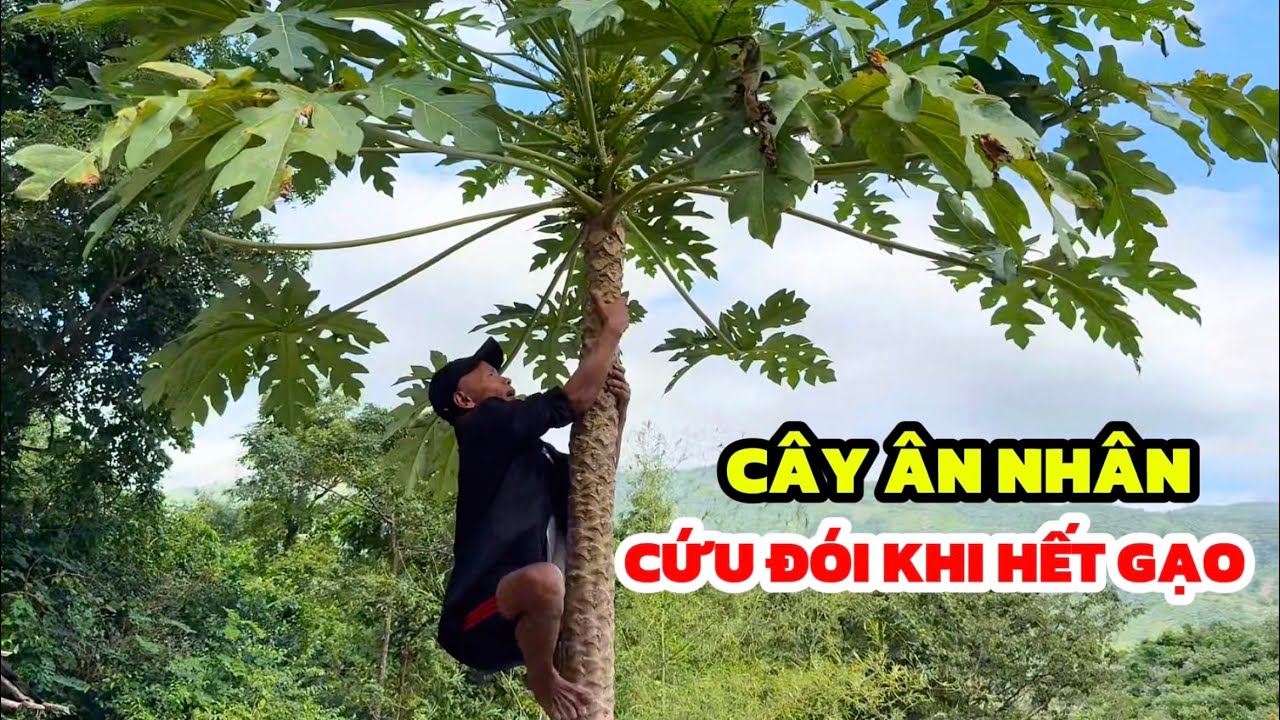 Leo Cây Đu Đủ Hái Bông Chỉ Nốt Nhạc, Anh Cũng Coi Nó Là Ân Nhân Của Mình Vì Cứu Đói Mỗi Khi Hết Gạo