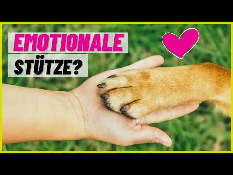 Video: So zertifizieren Sie Hunde für die Therapie