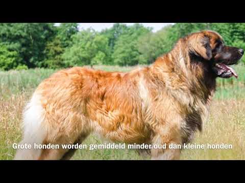 Video: Onderzoek Suggereert Dat Kleine Honden Oneerlijk Zijn Over Hun Grootte Bij Het Markeren Van Honden