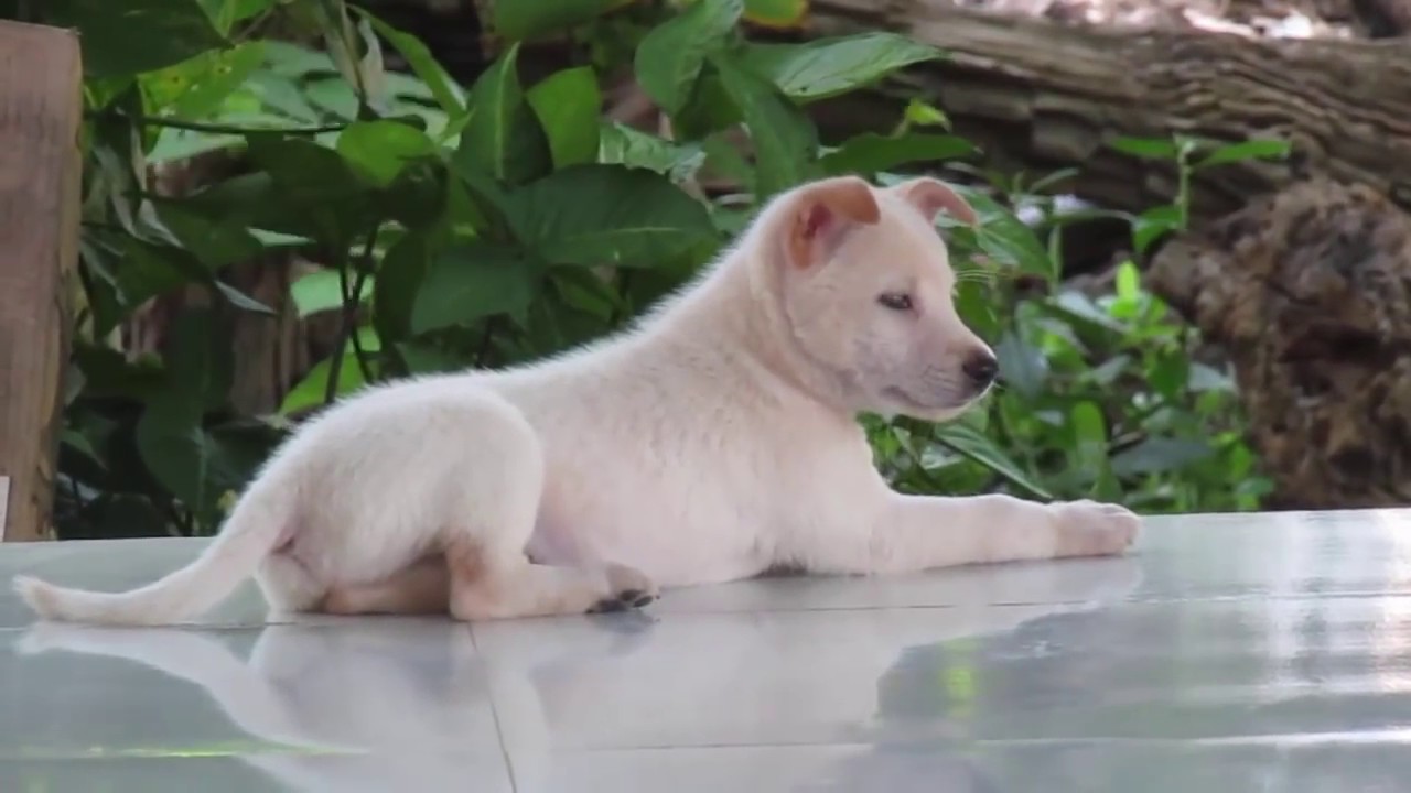 CÃO AMIGO - Clipe Música - Galinha Pintadinha - YouTube