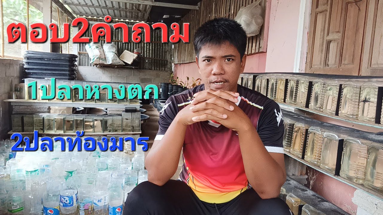 ปลากัดหางตก และ ท้องมาร เกิดจากอะไร