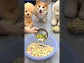 差をつける飼い主に完全にキレた犬