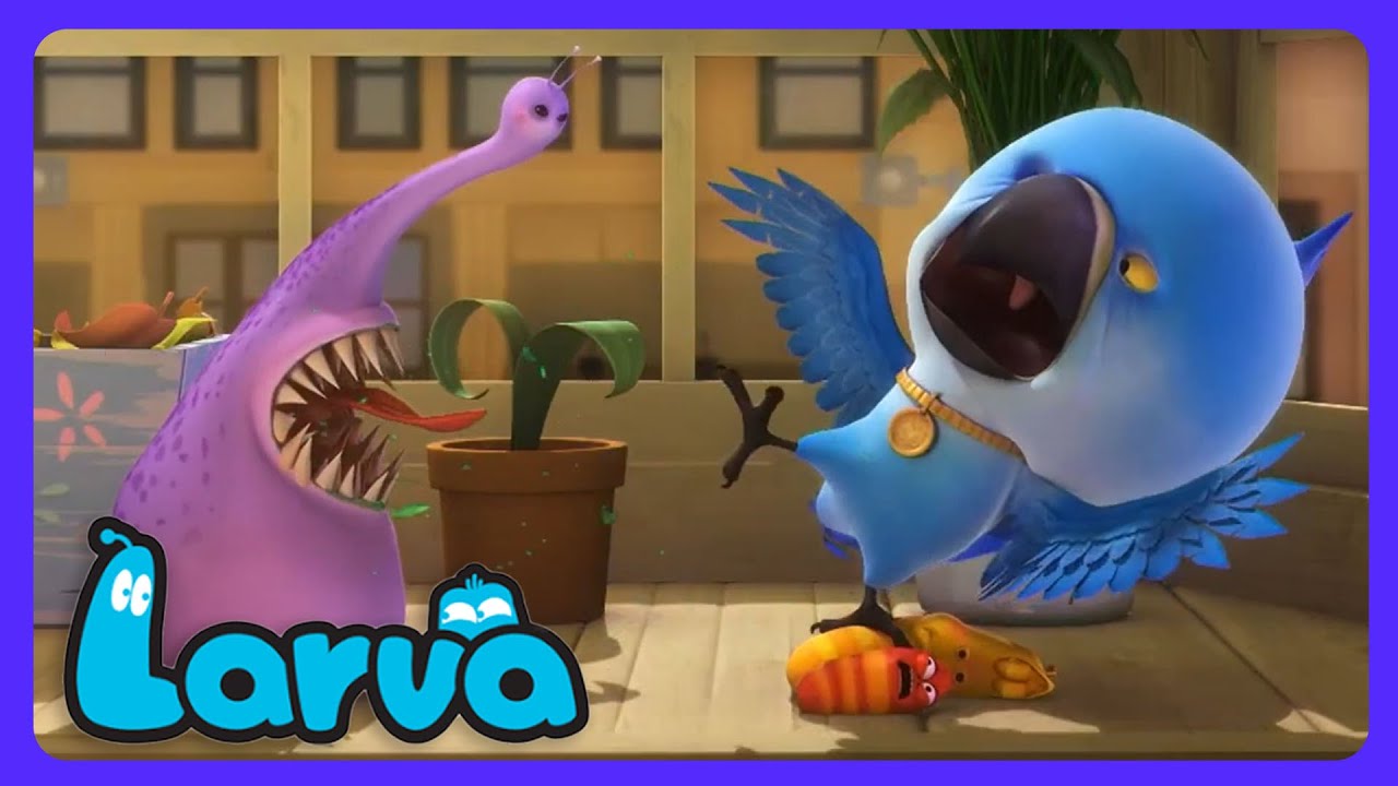 Larva - Powrót Violet! | Çocuk Çizgi Film | WildBrain Góra Przygód