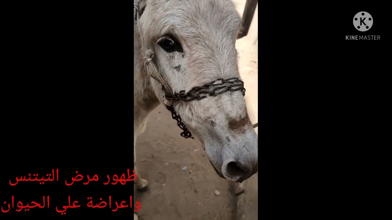 مرض التيتنس وأعراض ظهوره علي الحيوان للإستفسار والتساؤلات ت/01550337831