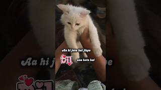Aa hi jata hai ❤️ jispe anaa hota hai...#viral #catshorts #catvideos